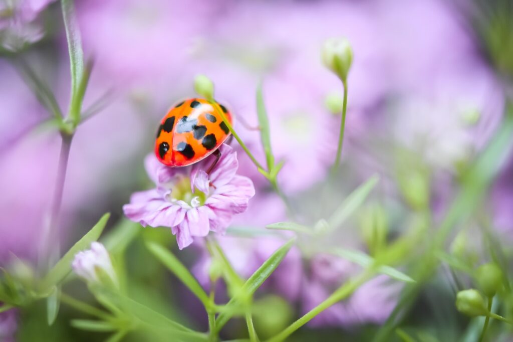 Flora en fauna rondom Middelharnis